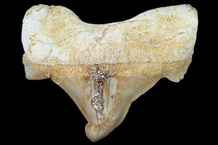 Pathological Shark (Otodus)Tooth - Morocco #108254